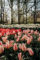 Tulips of Keukenhof Gardens
