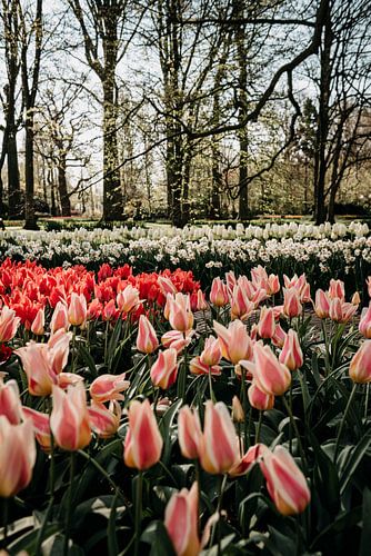 Tulipes des jardins de Keukenhof