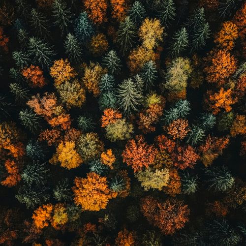 Herfstbos vanuit de lucht