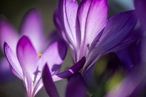 Die erste Frühlingsblüte, der Krokus von Gerry van Roosmalen