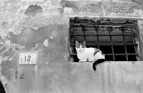 De poes op nummer 12