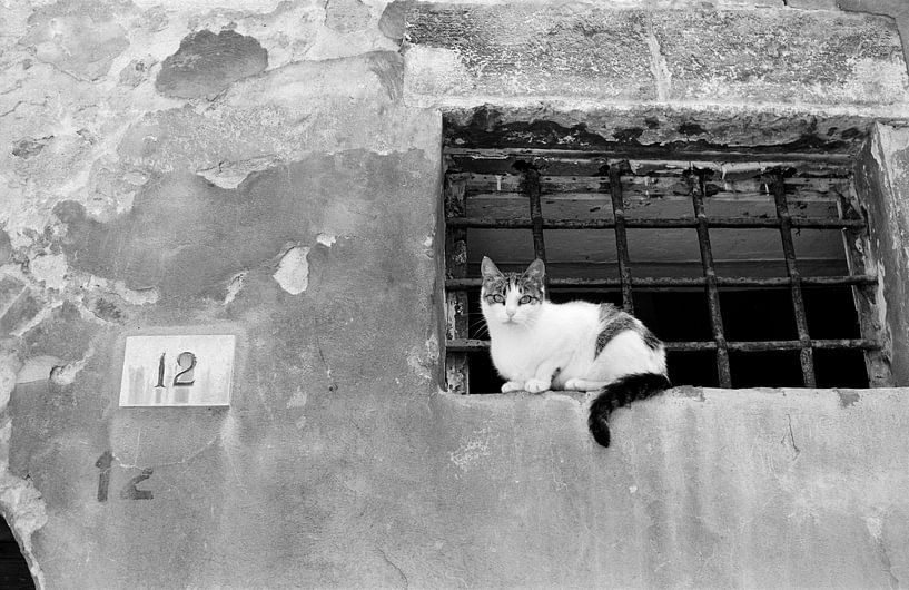 Die Katze bei Nummer 12 von Raoul Suermondt