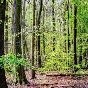 Amsterdam Wald