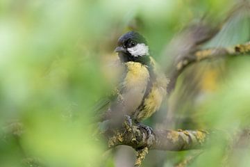 Great tit in the play of colors of the onion tree by Premek Hajek