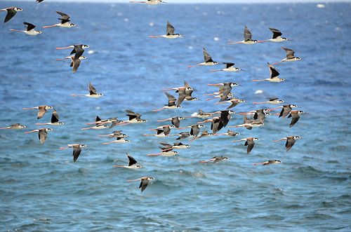 Flugschau Fregattenvögel in Curaçao
