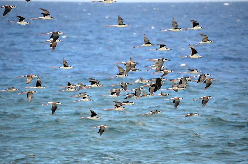 Flugschau Fregattenvögel in Curaçao von Karel Frielink