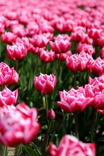 Tulipe rose