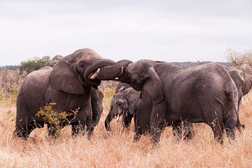 The sweet embrace - Elephants von Lotje Hondius
