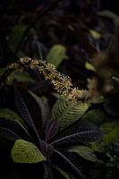 In the realm of botany: A walk through flowering worlds