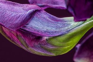 Detail lila Tulpe