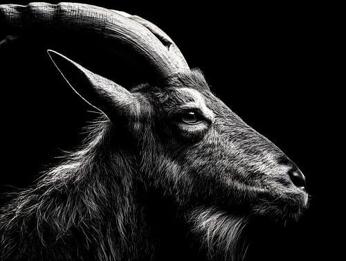 Bok in de schaduw – Wilde gratie