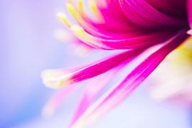Magenta chrysanthemum in pastel light