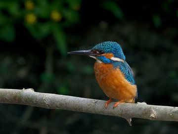 Fascinerend, de ijsvogel! van Marjon Woudboer