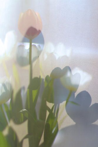 Tulipes pastels