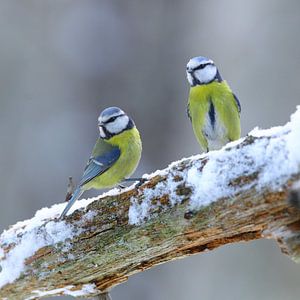 blue tit. sur Alex Roetemeijer