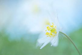 Woodanemones by Francis Dost