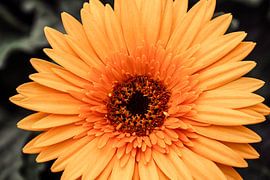 Gele bloem van Stedom Fotografie