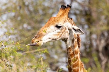 Afrikaanse Giraffe van Dennis Eckert