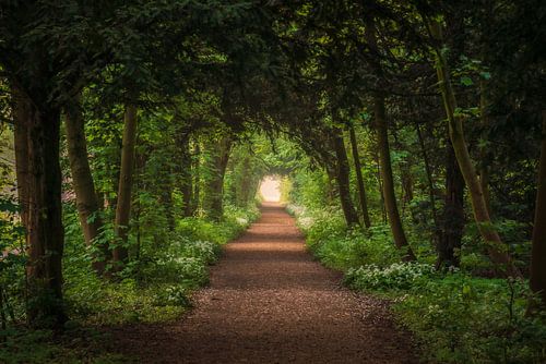Avenue dans la forêt au printemps