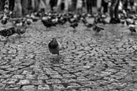 Pigeon sur la place du barrage par Benjamins Aperçu