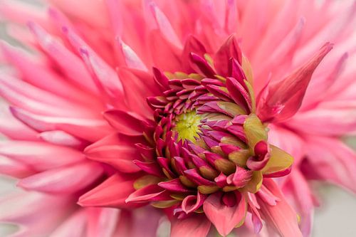L'amour des dahlias's 6 sur Cindy Mulder