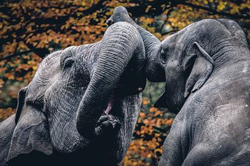Elephants van Mark Zanderink
