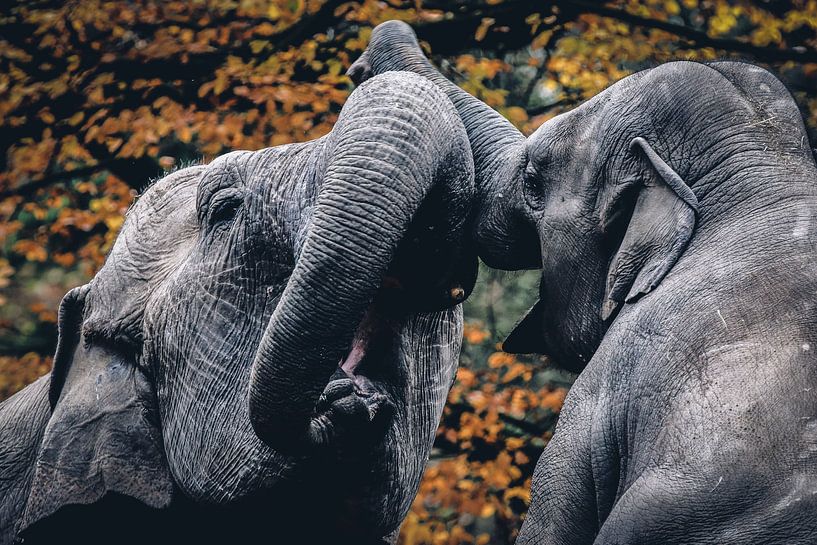 Elephants by Mark Zanderink