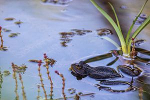 Grüner Frosch (Pelophylax) zwischen Wasserpflanzen in einem Teich von Carola Schellekens