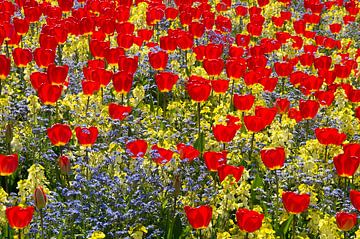 Kleurrijk veld met voorjaarsbloeiers van Marcel Jagt