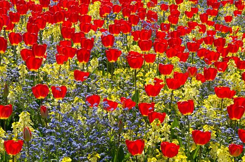 Champ coloré de bulbes de printemps