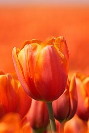 Tulip by Pieter van Dijken