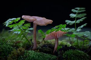 Herfst paddenstoelen van Klaartje Majoor