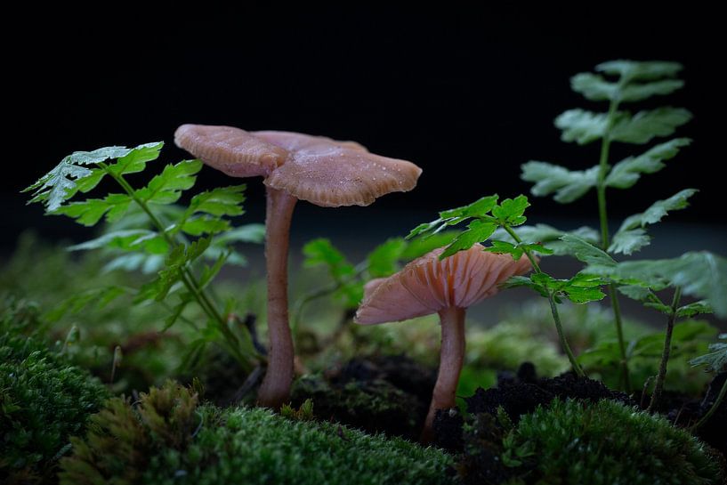 Autumn mushrooms by Klaartje Majoor