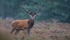 Jong hert op de heide van Peter Ponsteen