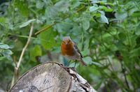Robin