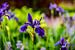 Bloementuin met paars blauwe bloem in de natuur van okkofoto