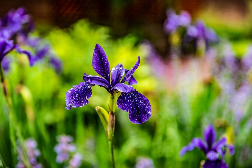 Purple lis with raindrops on the leaf by okkofoto