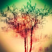 Summer reflection