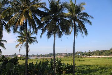 Palm trees with clear blue sky by Henrieke vdK