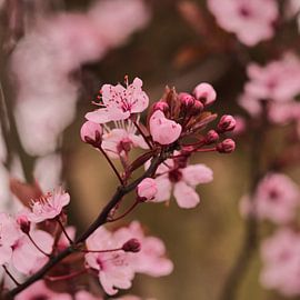 Pink spring blossom trees in March by Jolanda de Jong-Jansen