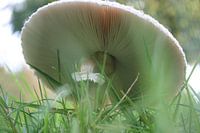 Mushroom
