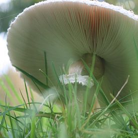 Mushroom von Job Geijsen