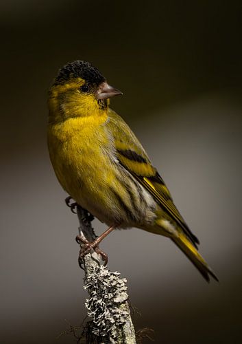 Aufmerksam beobachtender Zeisigvogel