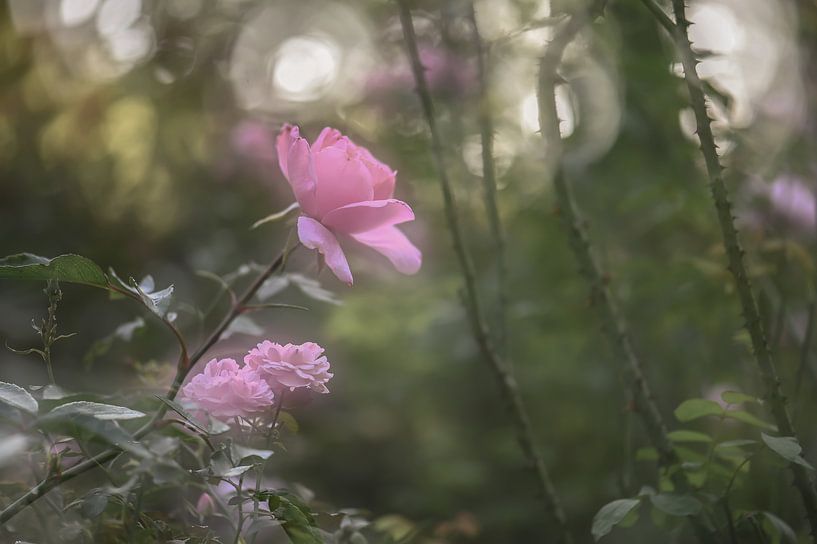 fleurs partie 3 par Tania Perneel