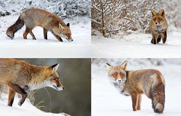 Red foxes sur Menno Schaefer