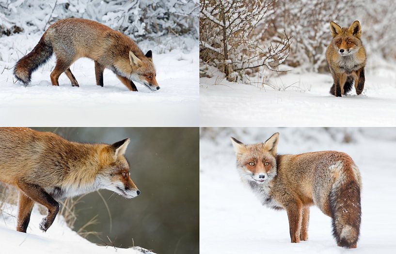 Red foxes par Menno Schaefer