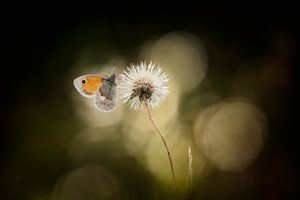 Ein gewöhnlicher Schmetterling von Bob Daalder