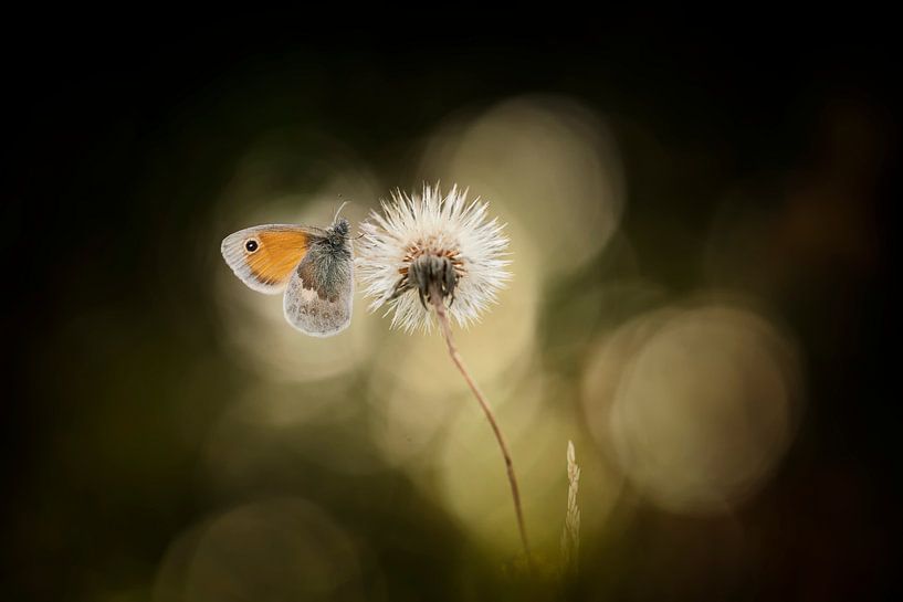 Ein gewöhnlicher Schmetterling von Bob Daalder