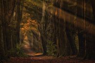 Herfst en zonnestralen in het sprookjesbos van Moetwil en van Dijk - Fotografie thumbnail