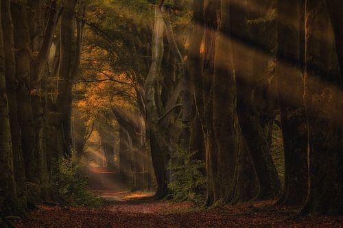Herfst en zonnestralen in het sprookjesbos